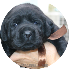 ブラウン(NORBLE 男の子)